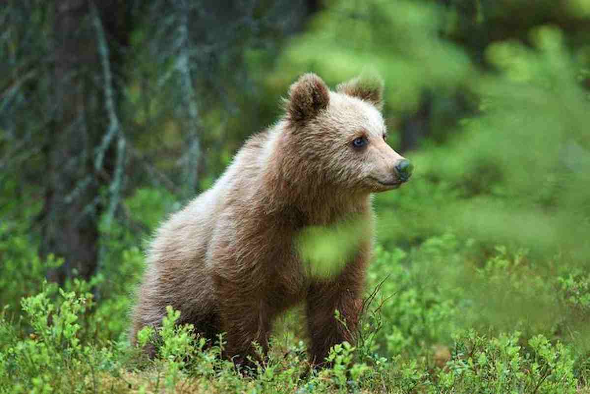 forestale-trova-le-impronte-di-un-orso,-il-sindaco-invita-alla-cautela