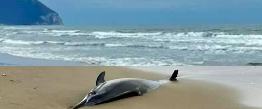 trovato-morto-un-delfino-sul-litorale-pontino,-a-2-passi-dal-circeo-–-area-c